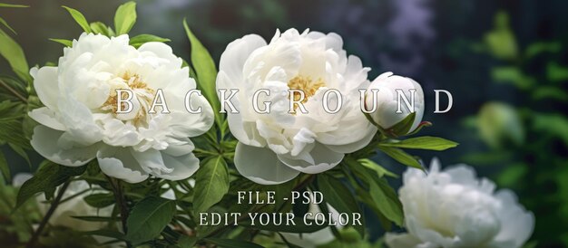 PSD white peony flowers grass background close up