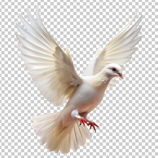 PSD white pigeon flying transparent background