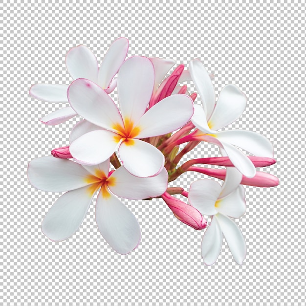 화이트 핑크 꽃다발 Plumeria 꽃 투명에 고립