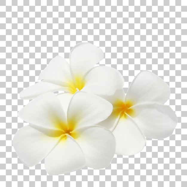 ホワイト・プルーメリアの花