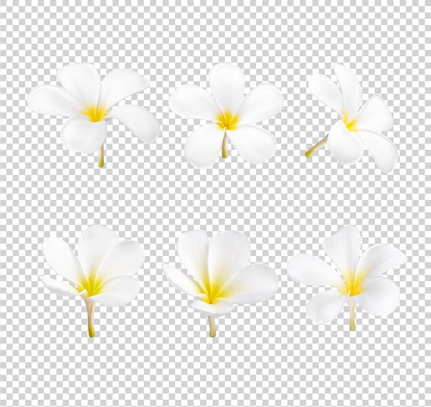 White plumeria flower blooming isolated premium psd