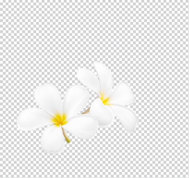 White plumeria flower blooming isolated premium psd