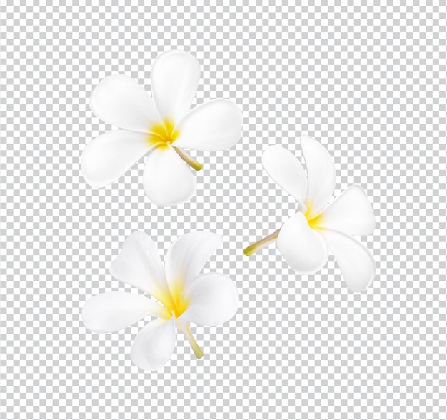 分離された白いプルメリアの花が咲く Premium PSD