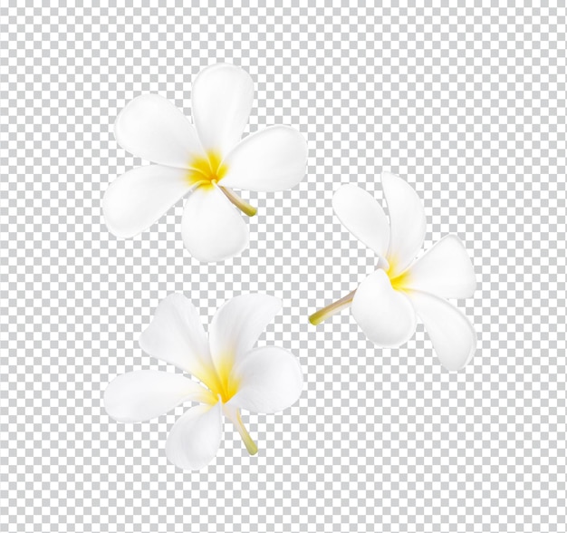 PSD white plumeria flower blooming isolated premium psd