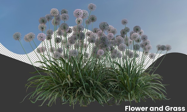 PSD white and purple onion flower isolated