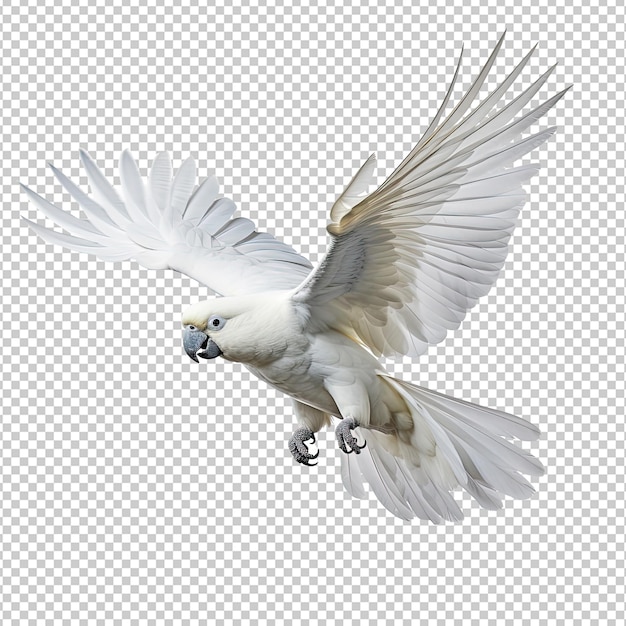 PSD white rare parrot flying side view isolated on white v 52 job id a652c5cbe64949fe8f71339a22d1618b