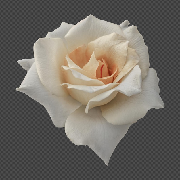 White rose flower isolated rendering