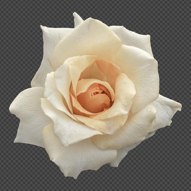 Rendering isolato fiore di rosa bianca