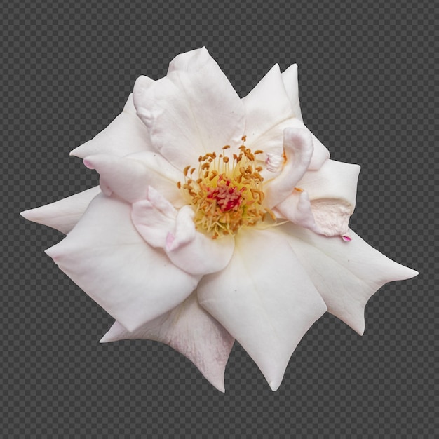 White rose flower isolated rendering