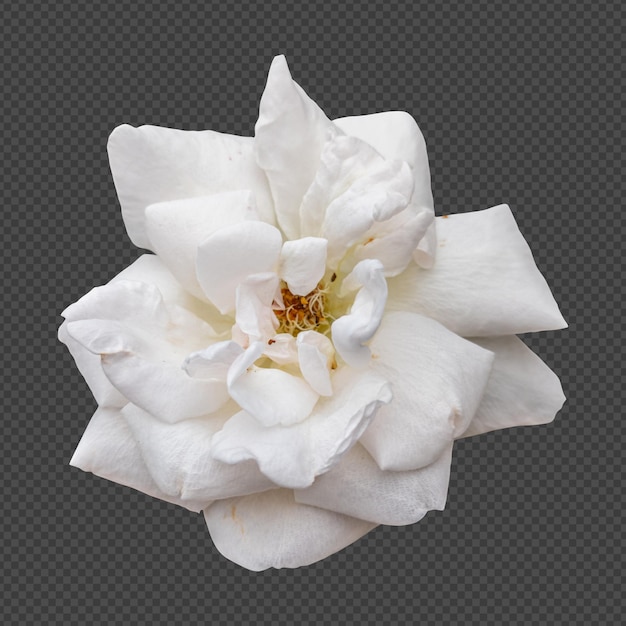 PSD white rose flower isolated rendering