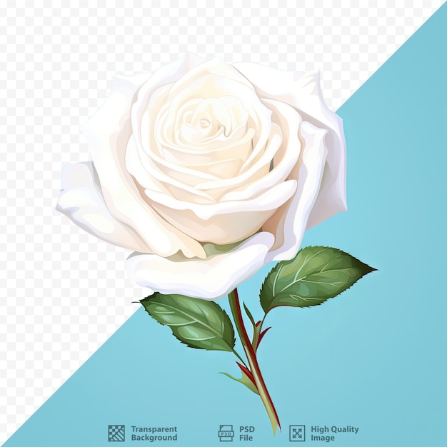 PSD カードや招待状に最適な明るい透明な背景の白いバラ