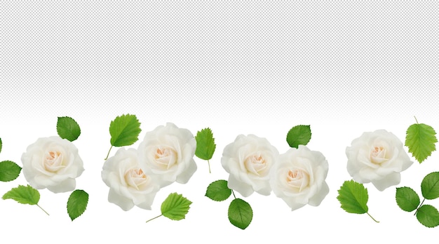 White roses and leaves on transparent background