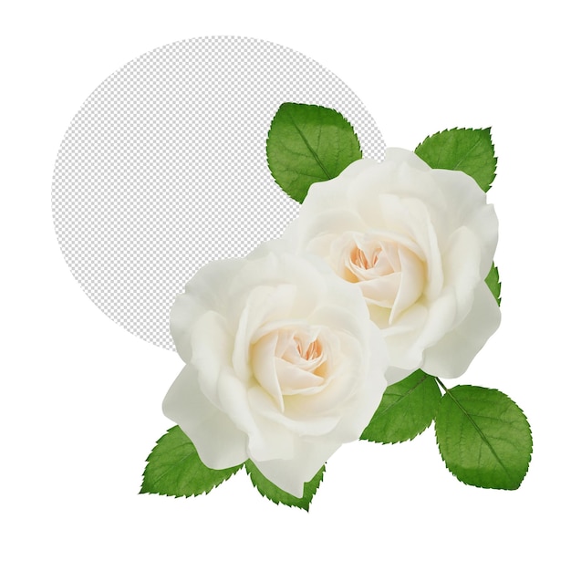 White roses on transparent background