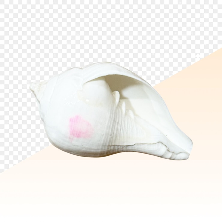 PSD white shankha shell