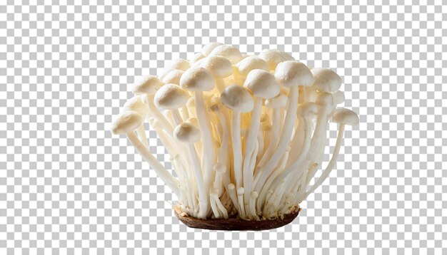 White shimeji mushrooms isolated on transparent background