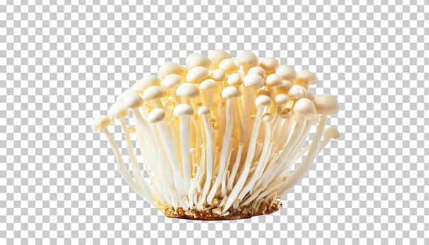 PSD white shimeji mushrooms isolated on transparent background