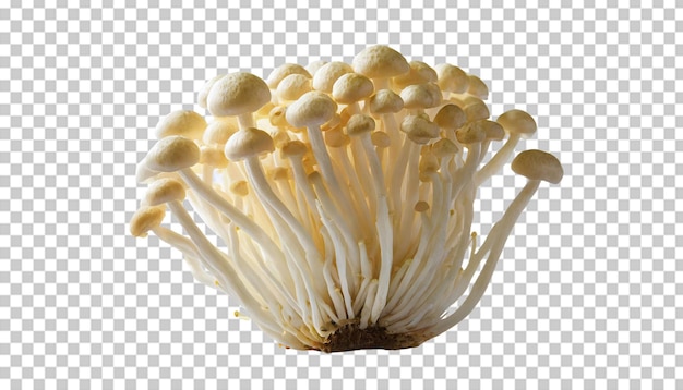 PSD white shimeji mushrooms isolated on transparent background