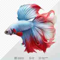 PSD white sky blue and super red half moon tail betta isolated on transparent background a popular aquarium fish