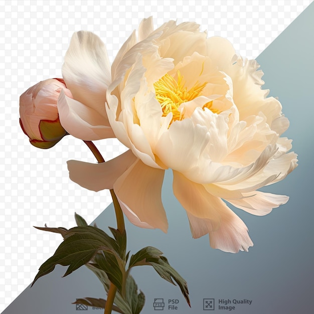 PSD white summer peony bloom