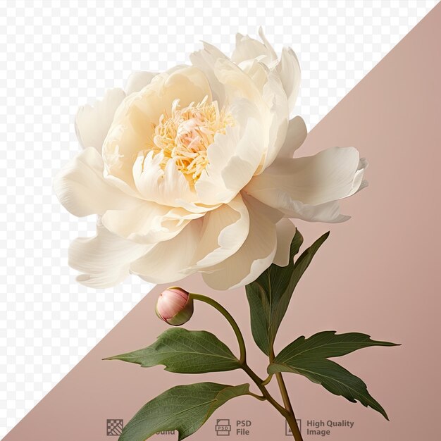 PSD white summer peony bloom