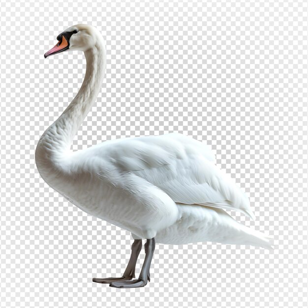 PSD Белый лебедь изолирован на прозрачном фоне лебедь боковой вид генеративный ai.