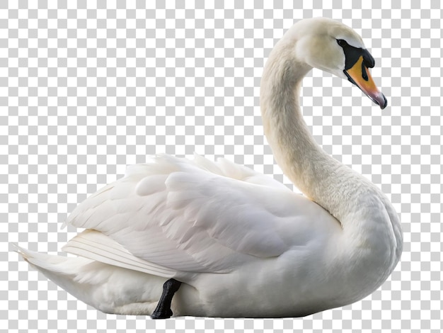 PSD cigno bianco isolato su uno sfondo trasparente rendering 3d