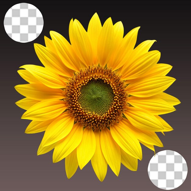 PSD a white t shirt with sunflower flower on transparent background