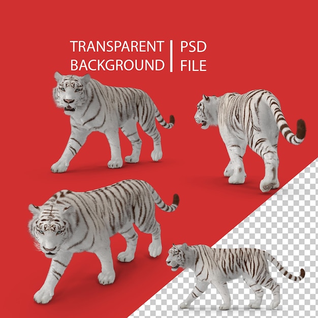 PSD white tiger walking pose png