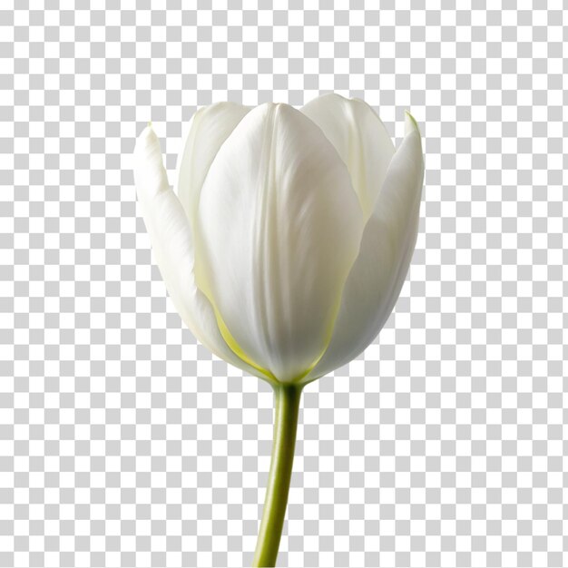 PSD a white tulip on transparent background