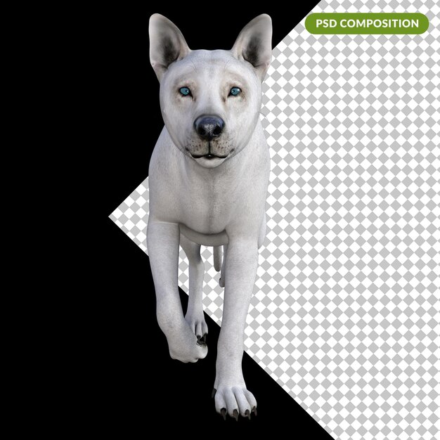 PSD white wolf isolated 3d render