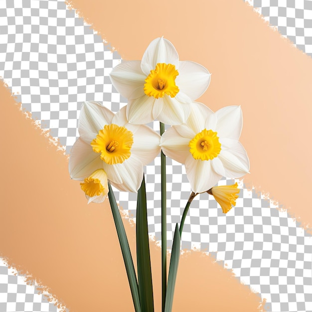 PSD white and yellow daffodil flowers on a transparent background