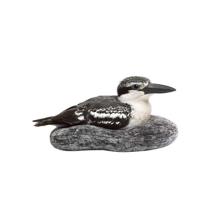 PSD whitebreasted kingfisher perched on a rock