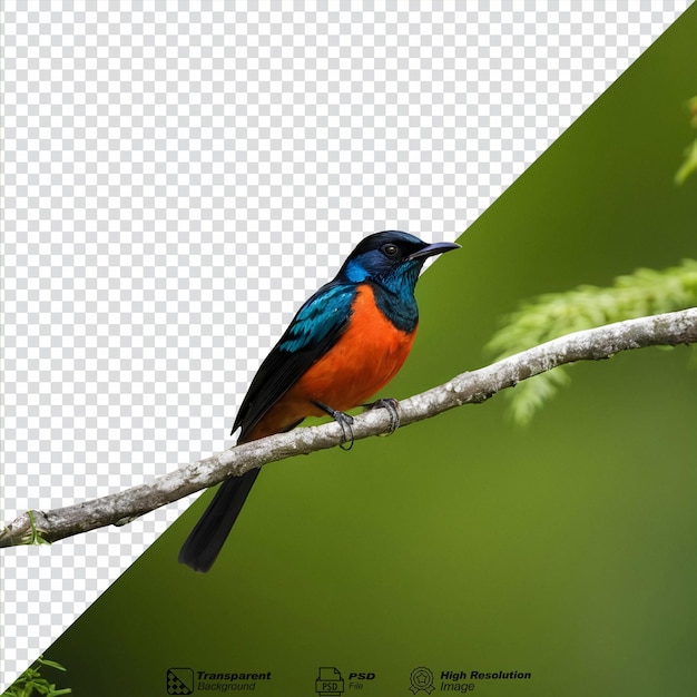 Whiterumped shama een prachtige zingende vogel gevonden in bossen fijne kunst geïsoleerd