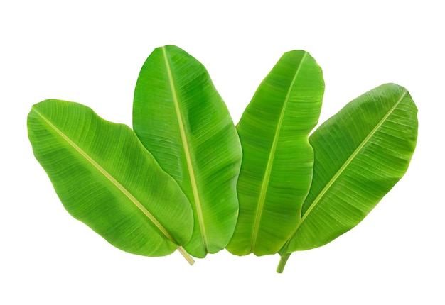 PSD whole fresh banana leaves transparent