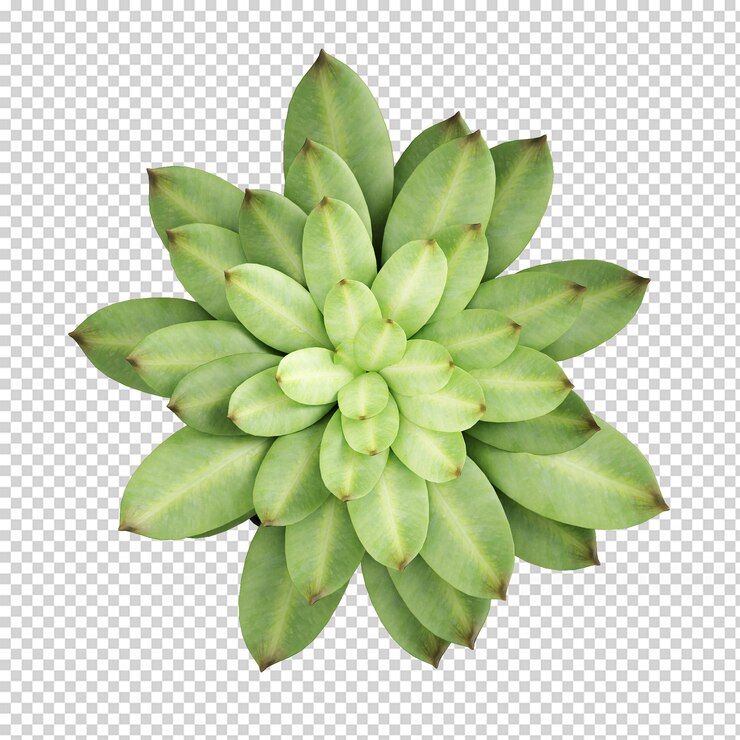 Widok z góry roślin renderowania 3d