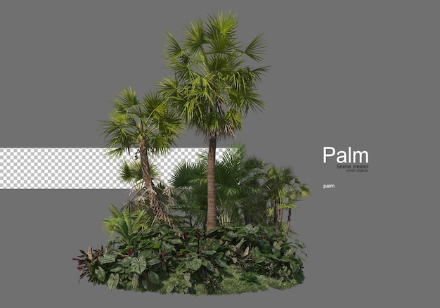 wiele rodzajów palm