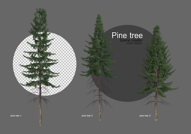 PSD wiele różnych rodzajów sosen