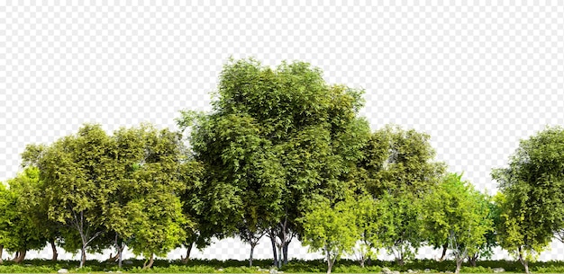 Wiersz drzew na przezroczystym tle ilustracja renderowania 3D