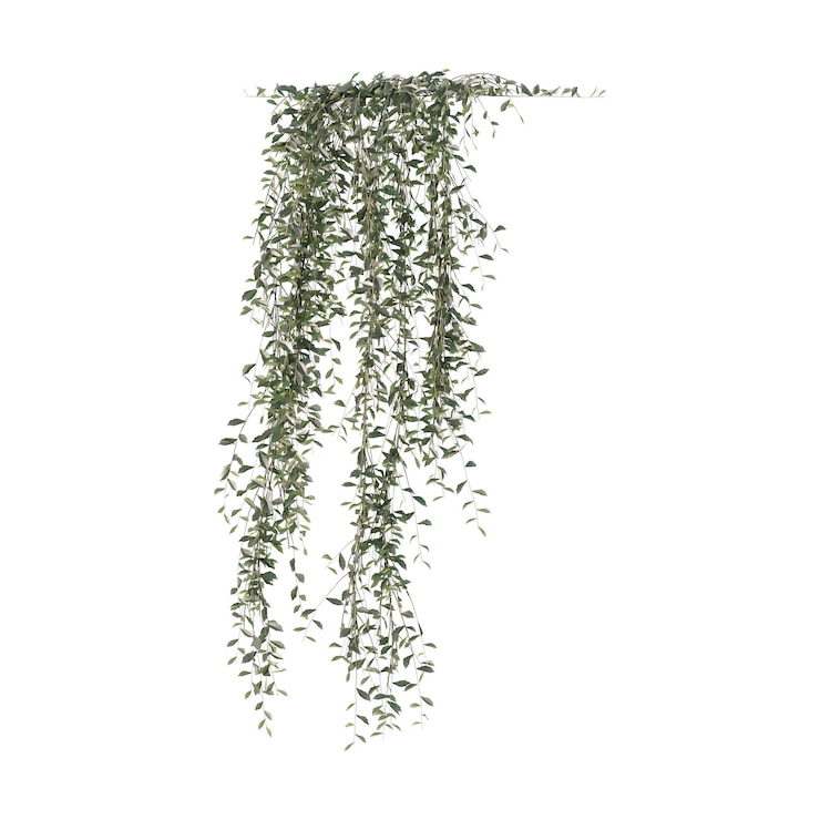 PSD wijnstokken klimplanten randplanten klimplanten