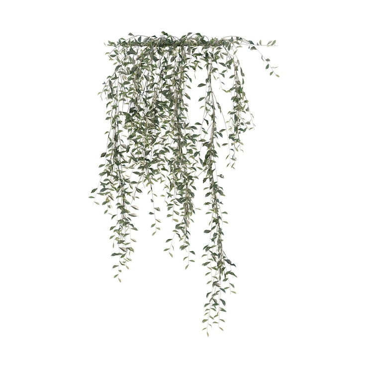 PSD wijnstokken klimplanten randplanten klimplanten