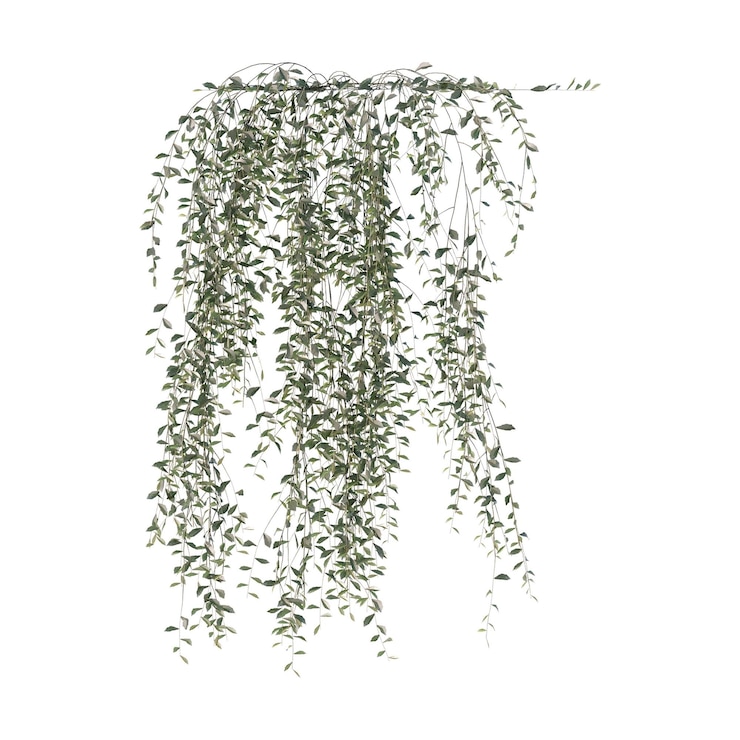 PSD wijnstokken klimplanten randplanten klimplanten