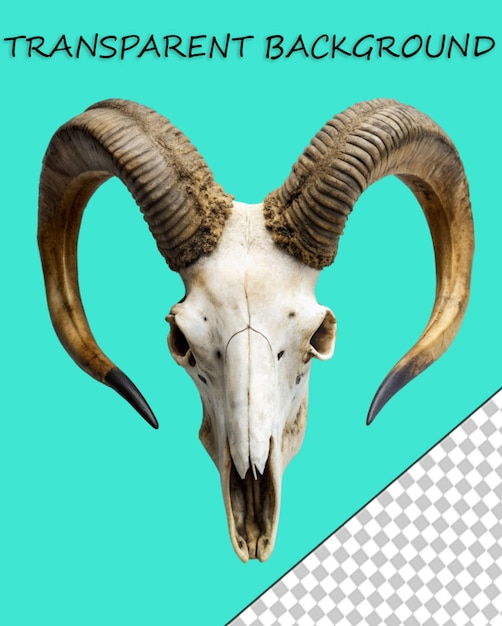 Wild life animals decorative element of mountain goat skull with horns