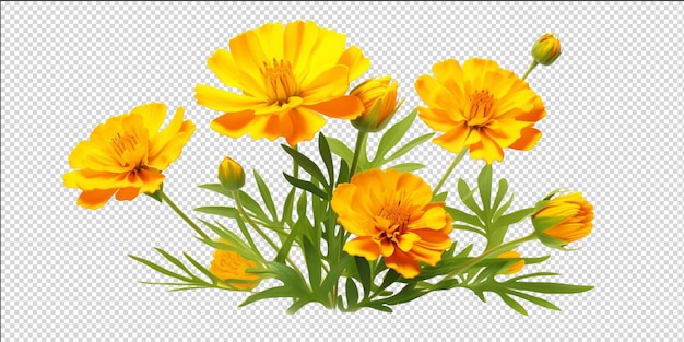 PSD wild marigold flowers and buds artificial intelligence generative