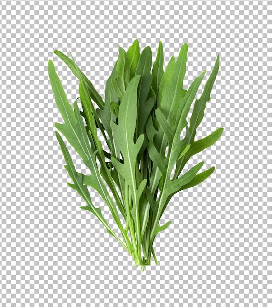 PSD wild rocket leaves isolated on alpha layer