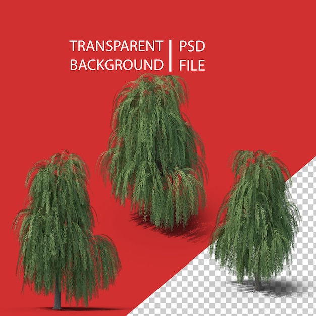 PSD willow tree png