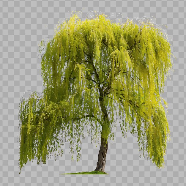 PSD willow tree with weeping canopy medium sized tree up to 70 f isolated clipart png psd no bg