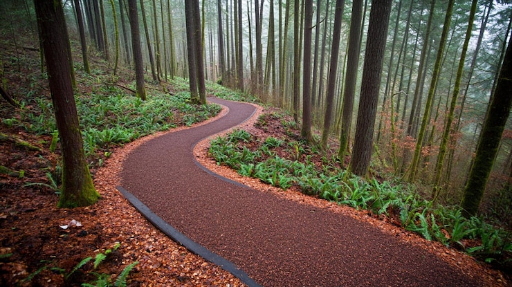 PSD winding forest path brown gravel surface lush green ferns and trees misty atmosphere