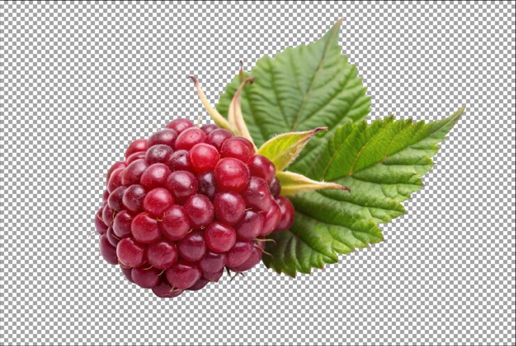 PSD wineberry on toast creates delicious breakfast option daily