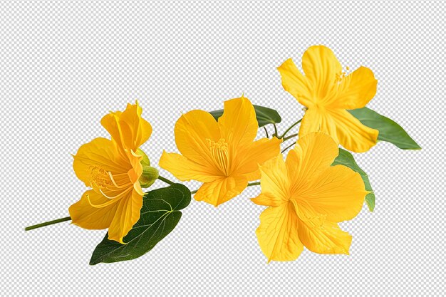 PSD winter jasmine yellow flower png isolated on transparent background