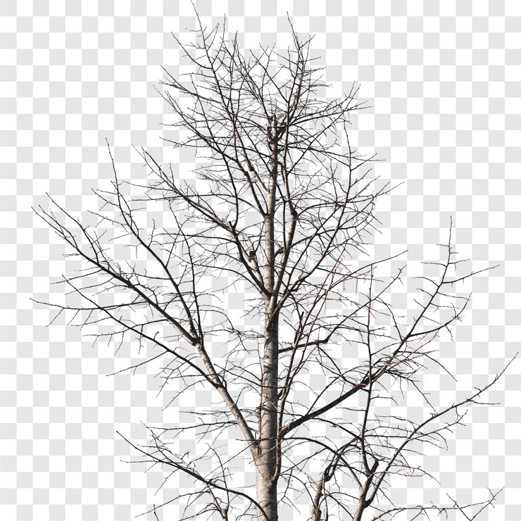 PSD winter tree trunk transparent